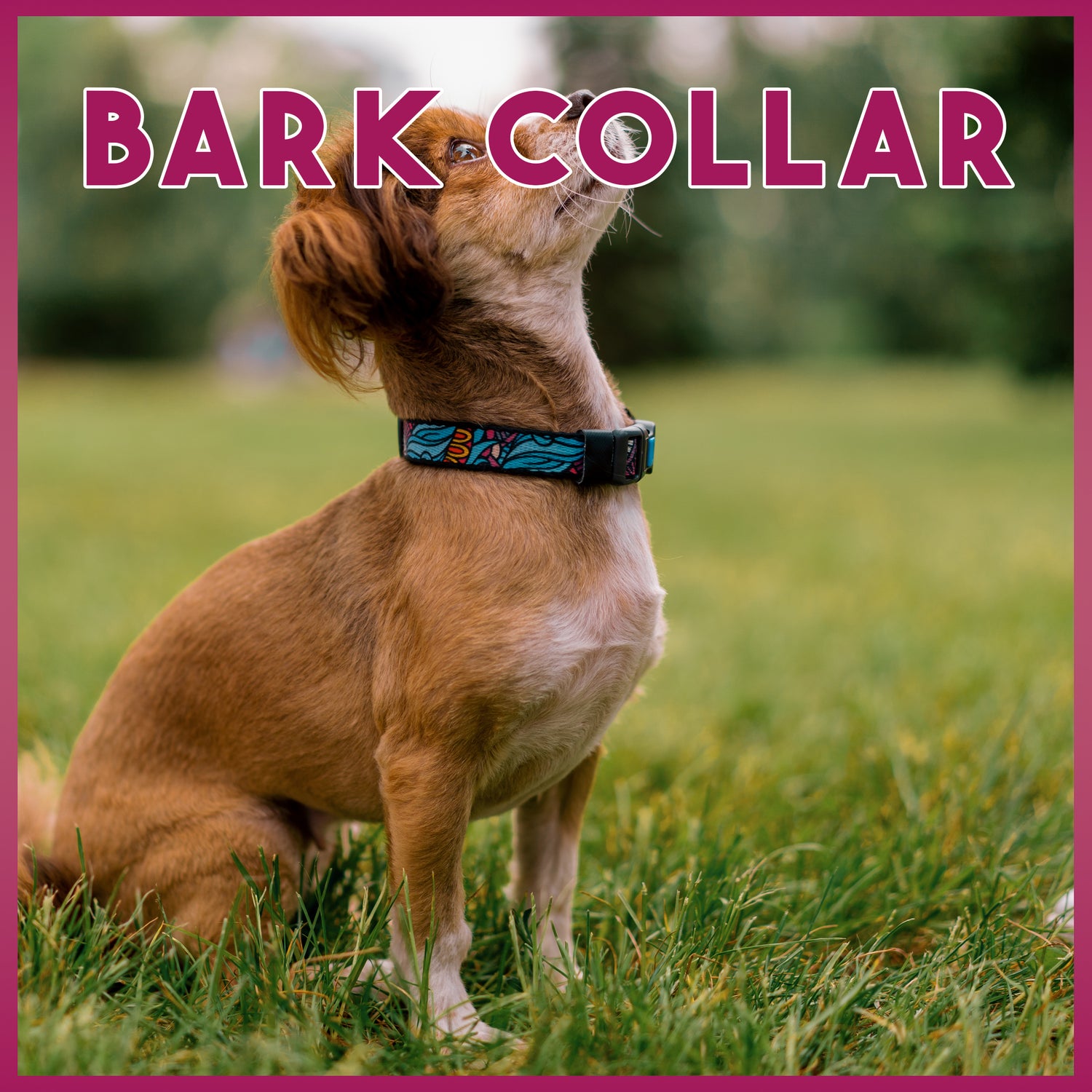 Bark Collar