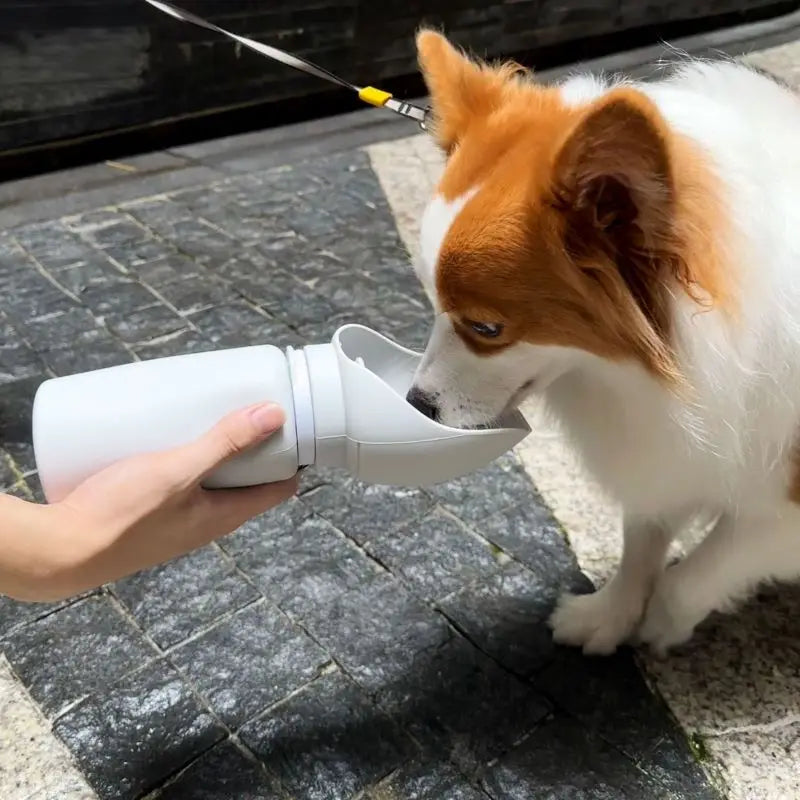 Outdoor Water Mug for Dogs