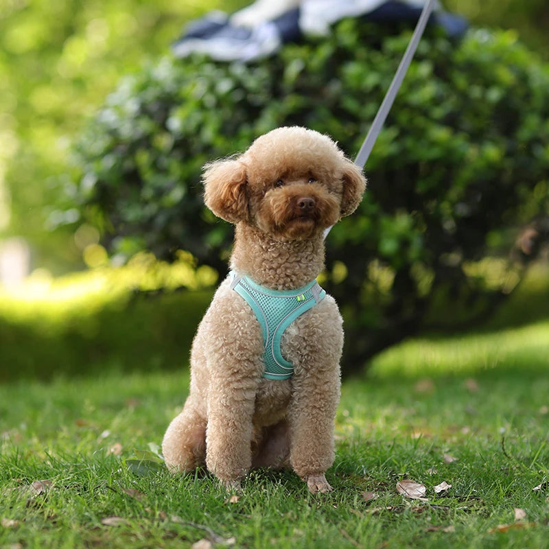 Adjustable Dog Harness